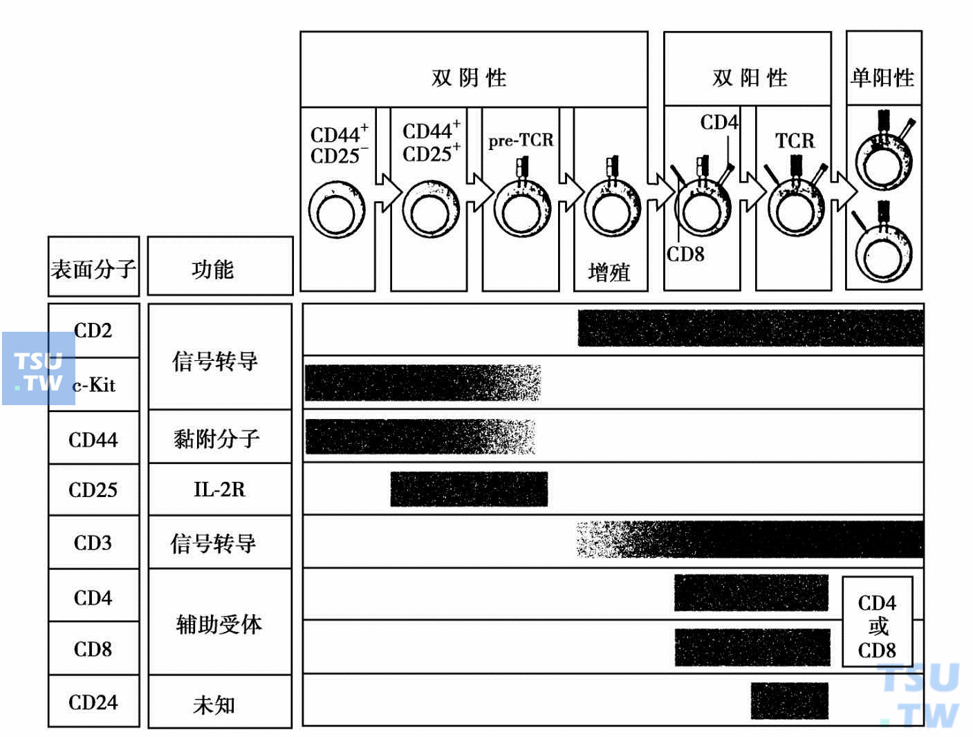 αβT细胞发育的阶段与T细胞表面分子表达的相关性