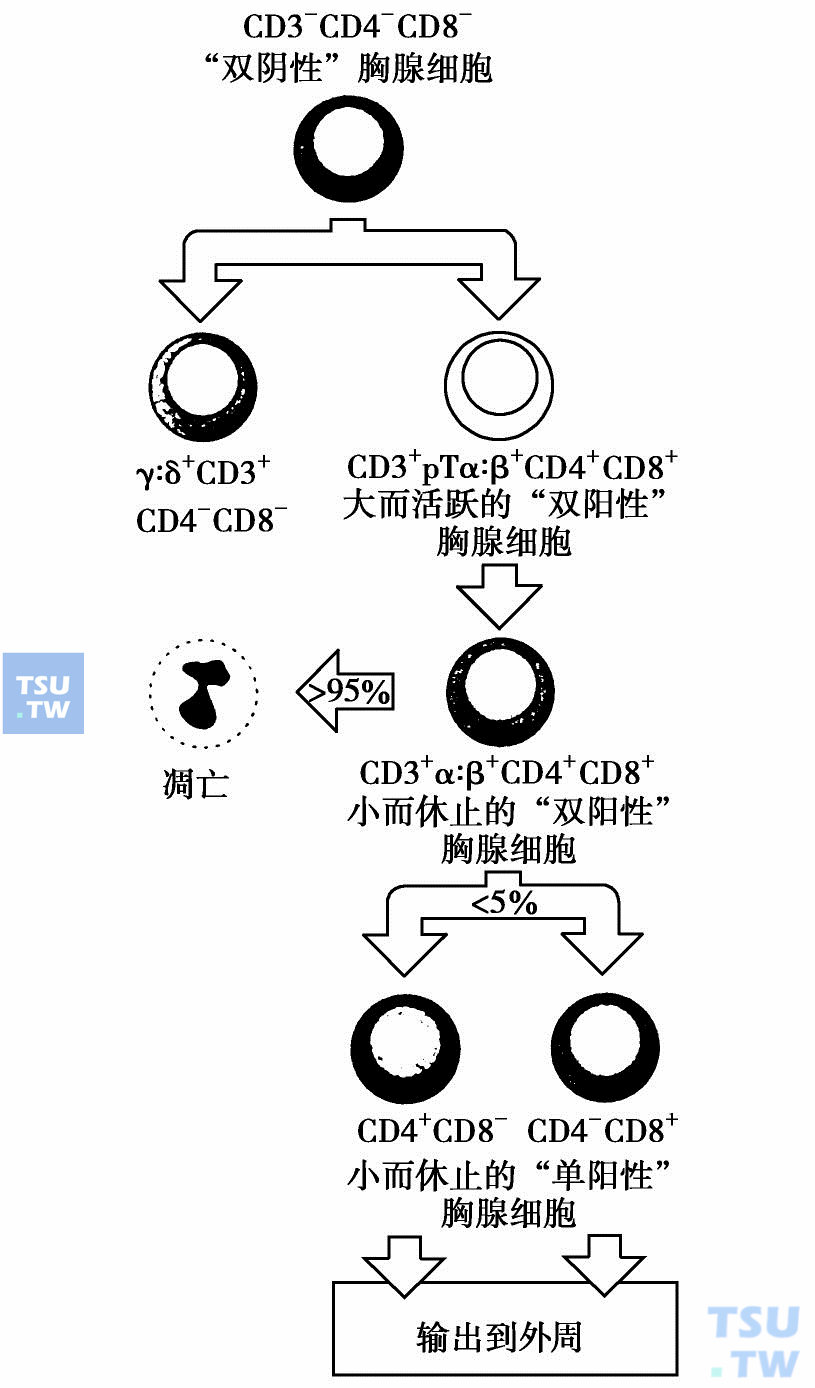 根据细胞表面分子的变化识别不同成熟阶段的胸腺细胞