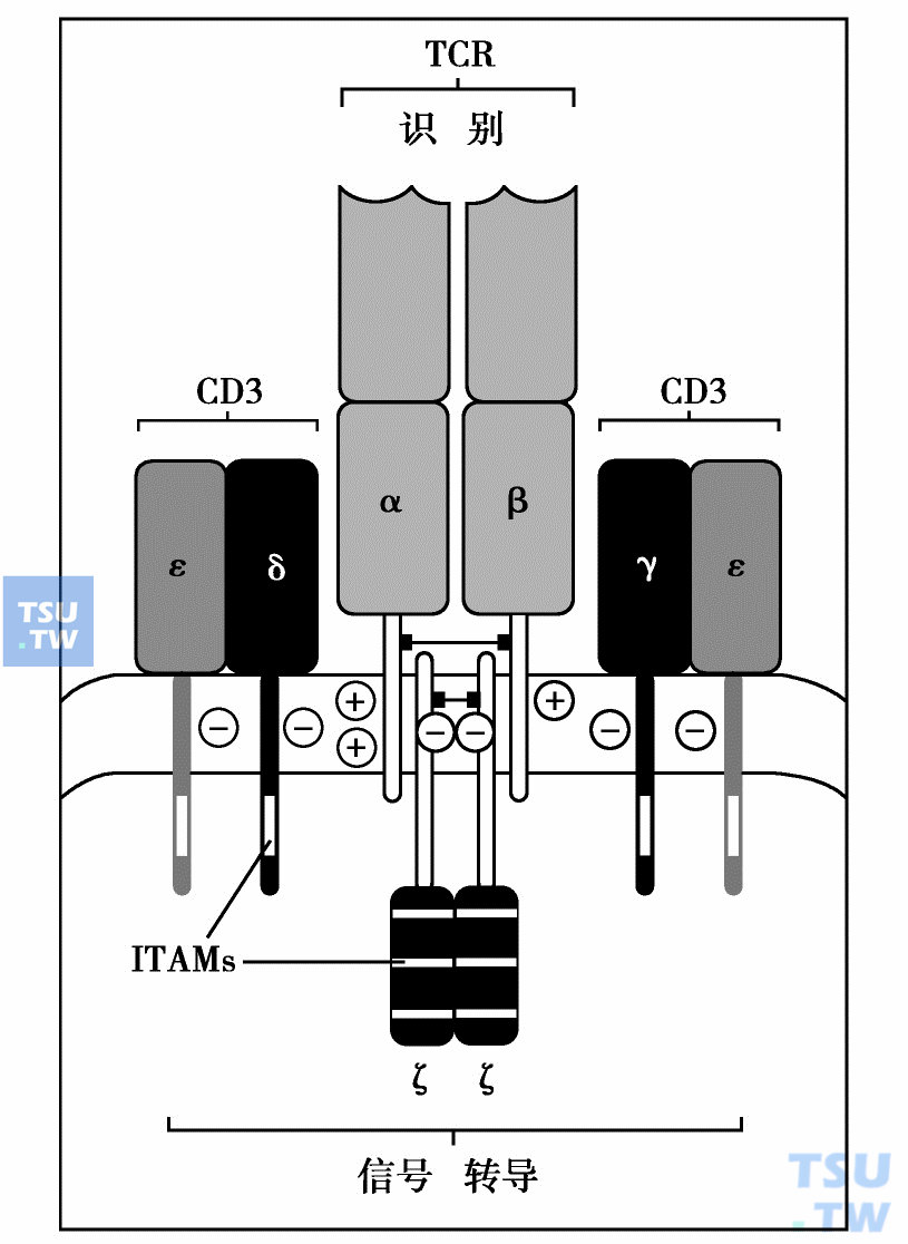 T细胞受体复合物由TCR和CD3组成