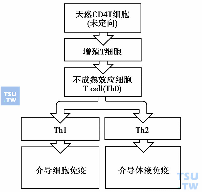 CD4T细胞分化阶段