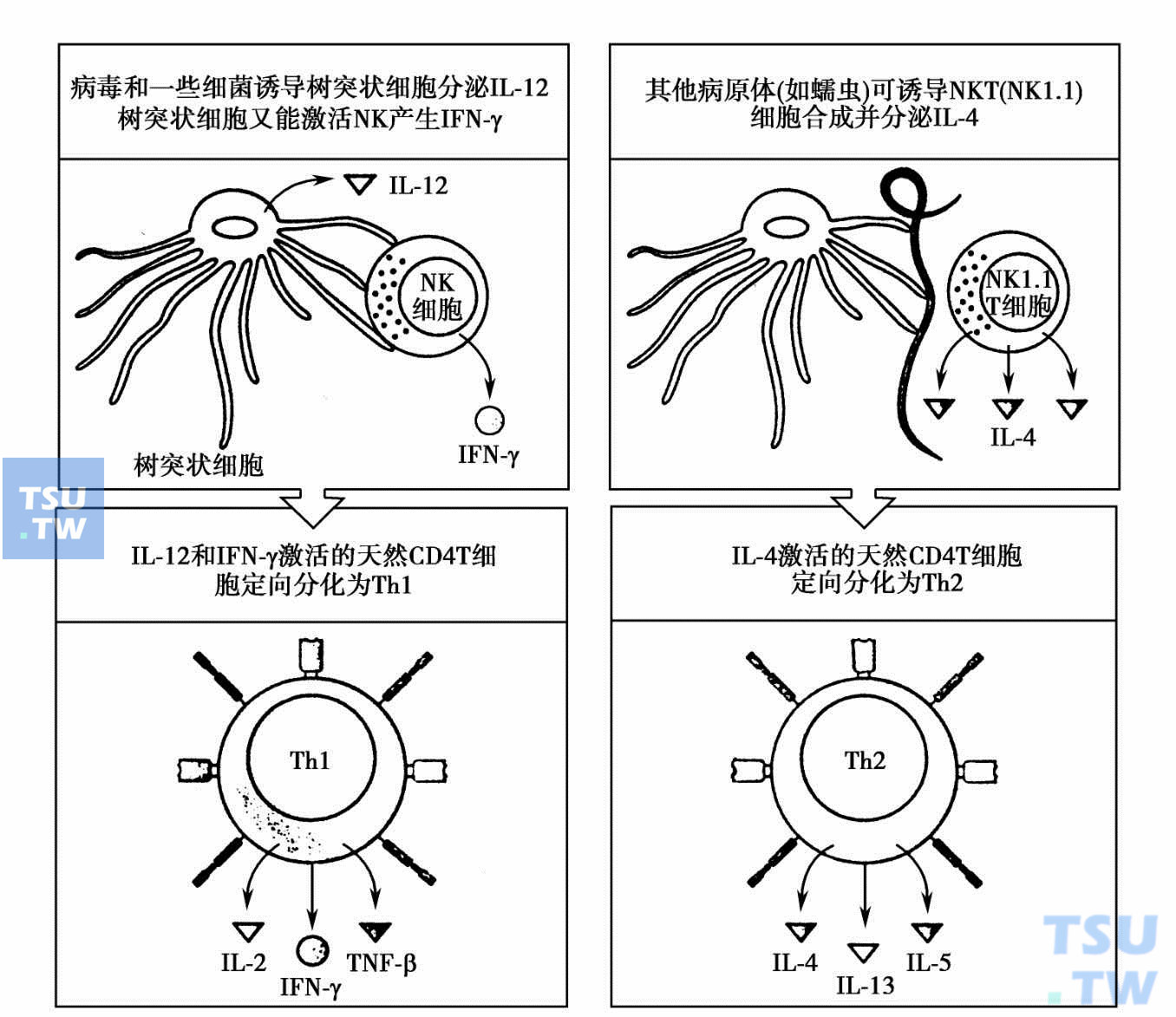 病原体诱生的细胞因子影响CD4天然T细胞分化为不同的效应T细胞亚群