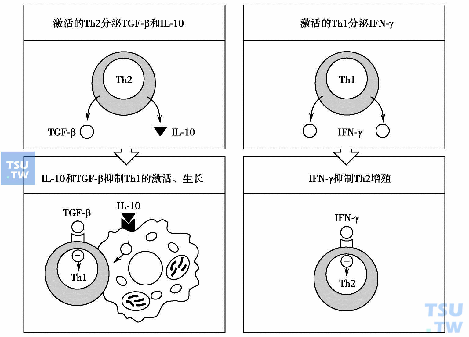 两个CD4T细胞亚群产生互为阴性调节的细胞因子