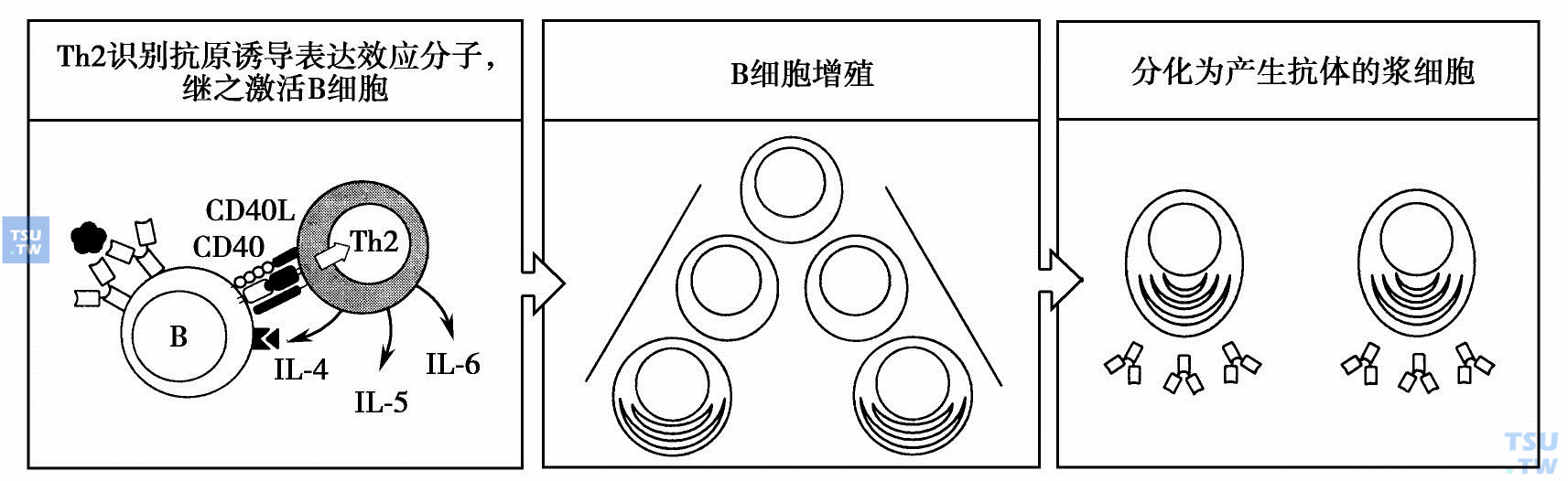 Th2细胞刺激结合了抗原的B细胞增殖分化