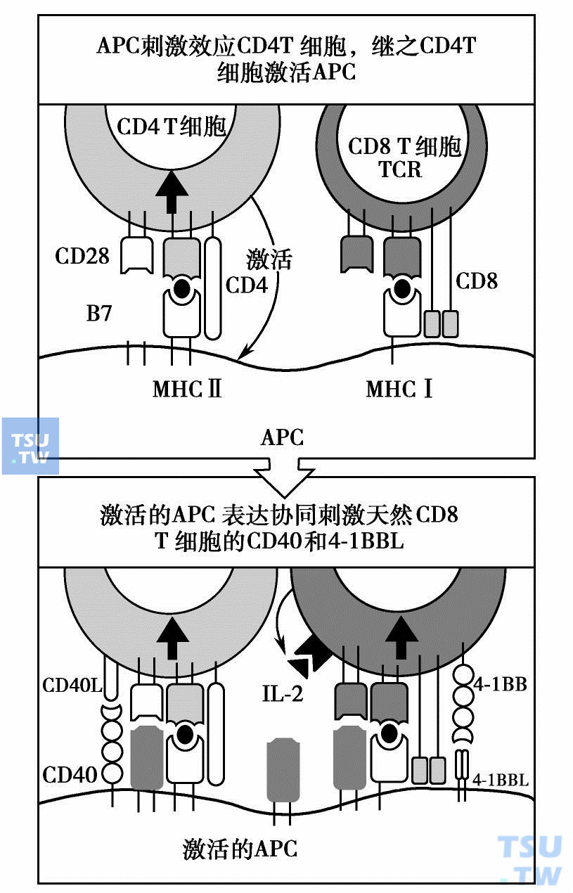 一些CD8T细胞应答需要CD4T细胞辅助