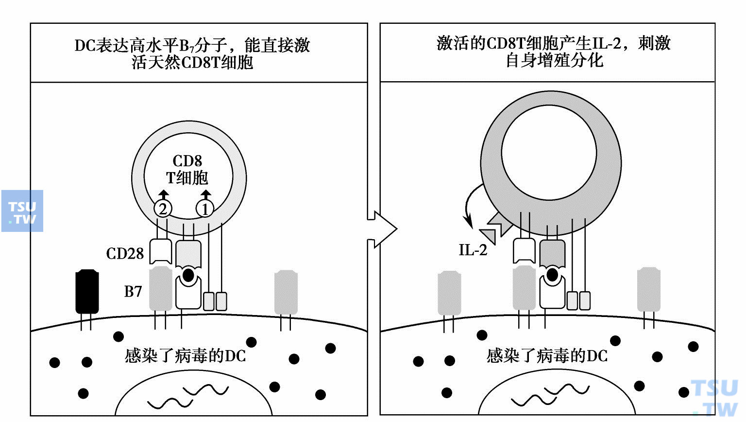 天然CD8T细胞能被提供第一和第二信号的APC（DC）直接激活