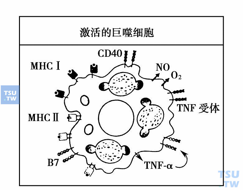 激活的巨噬细胞杀菌效应显著增强且放大免疫应答