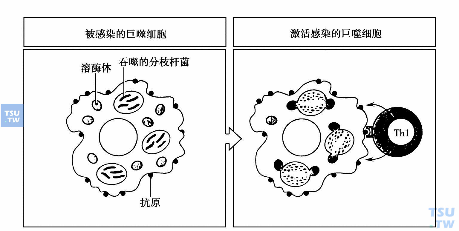 Th1激活被感染的巨噬细胞抗胞内感染的防御机制