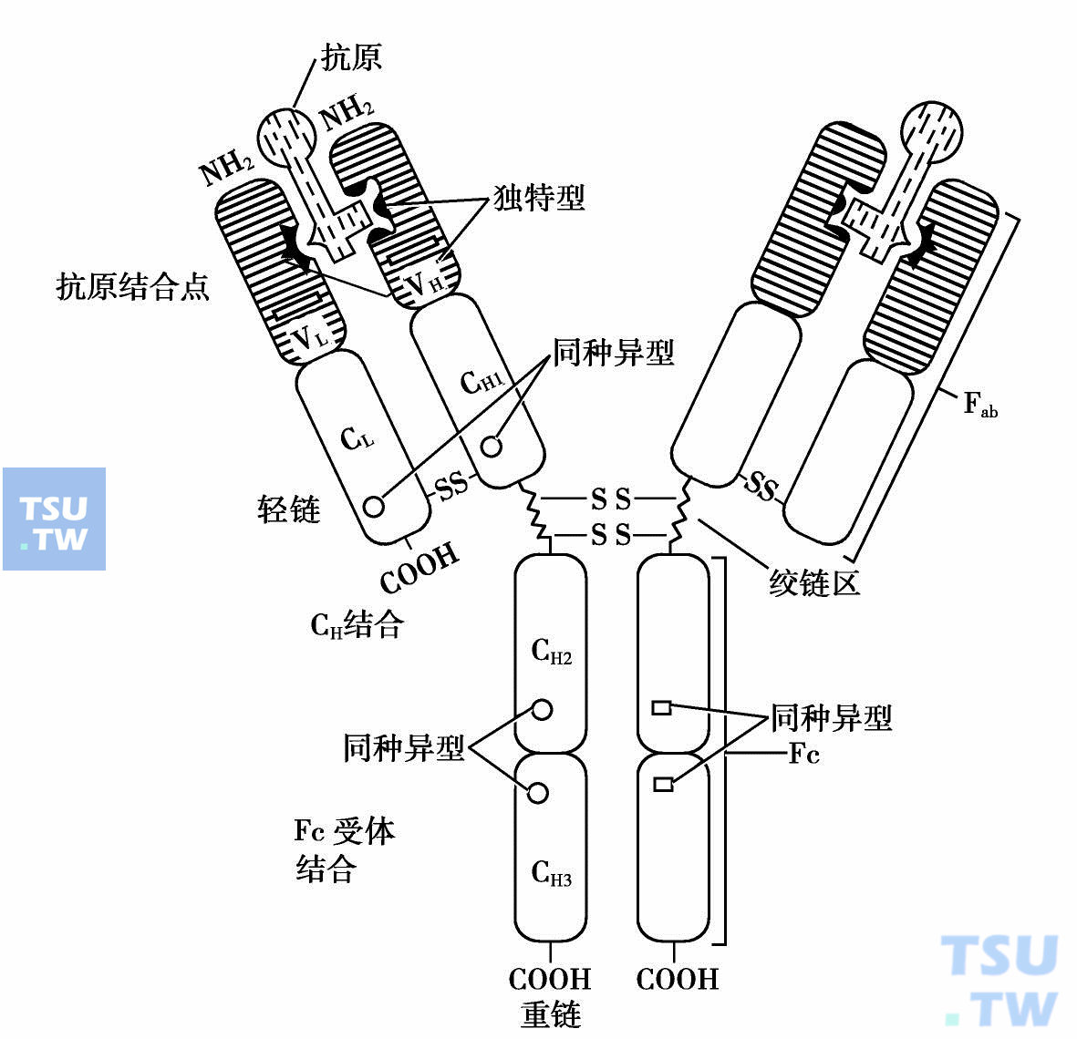  免疫球蛋白的多肽链基本结构和功能部位酶解片段示意图