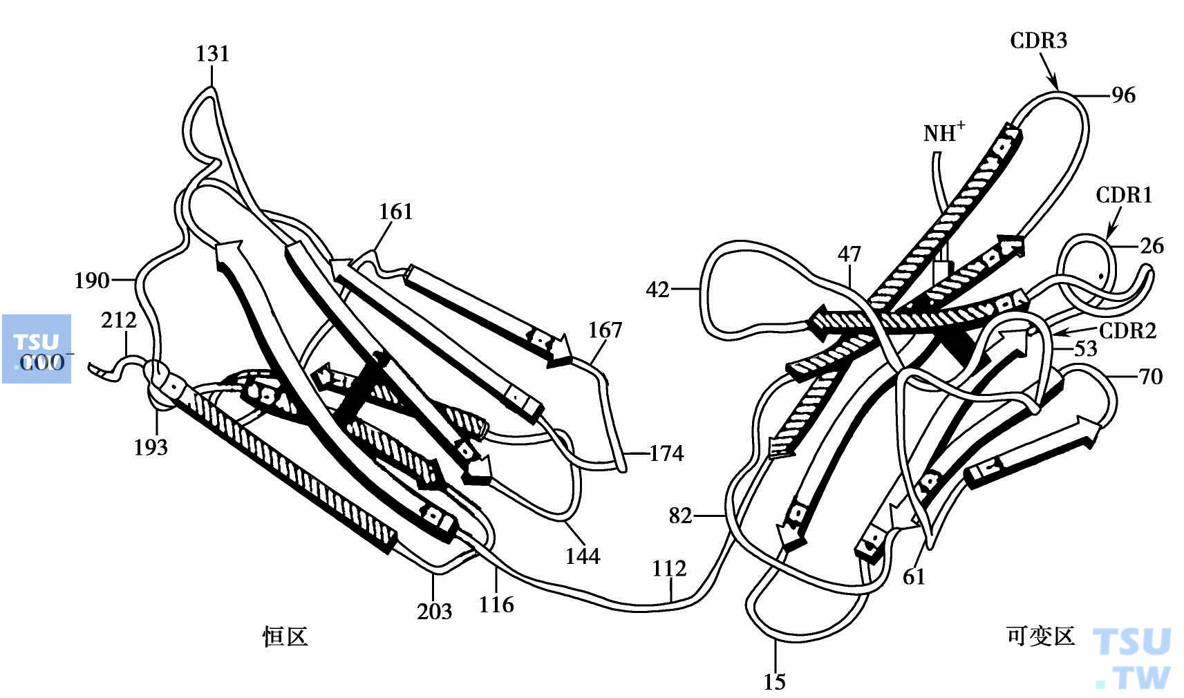  免疫球蛋白轻链可变区、恒区及高度可变区立体构象；CDR1～3表示三个高度可变区位置　黑条表示二硫键（摘自Edmundson AB：1975）