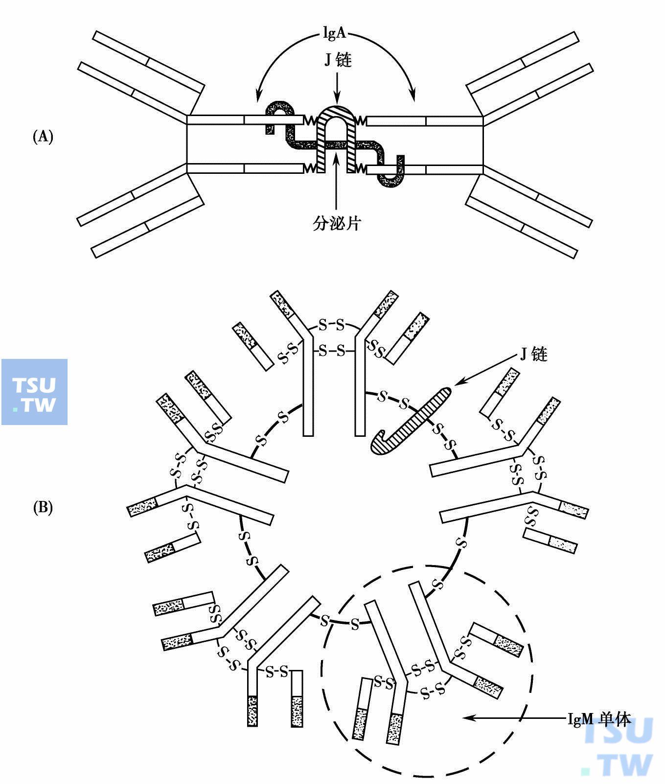  IgM与IgA结构示意图：（A）IgA二聚体；（B）IgM五聚体
