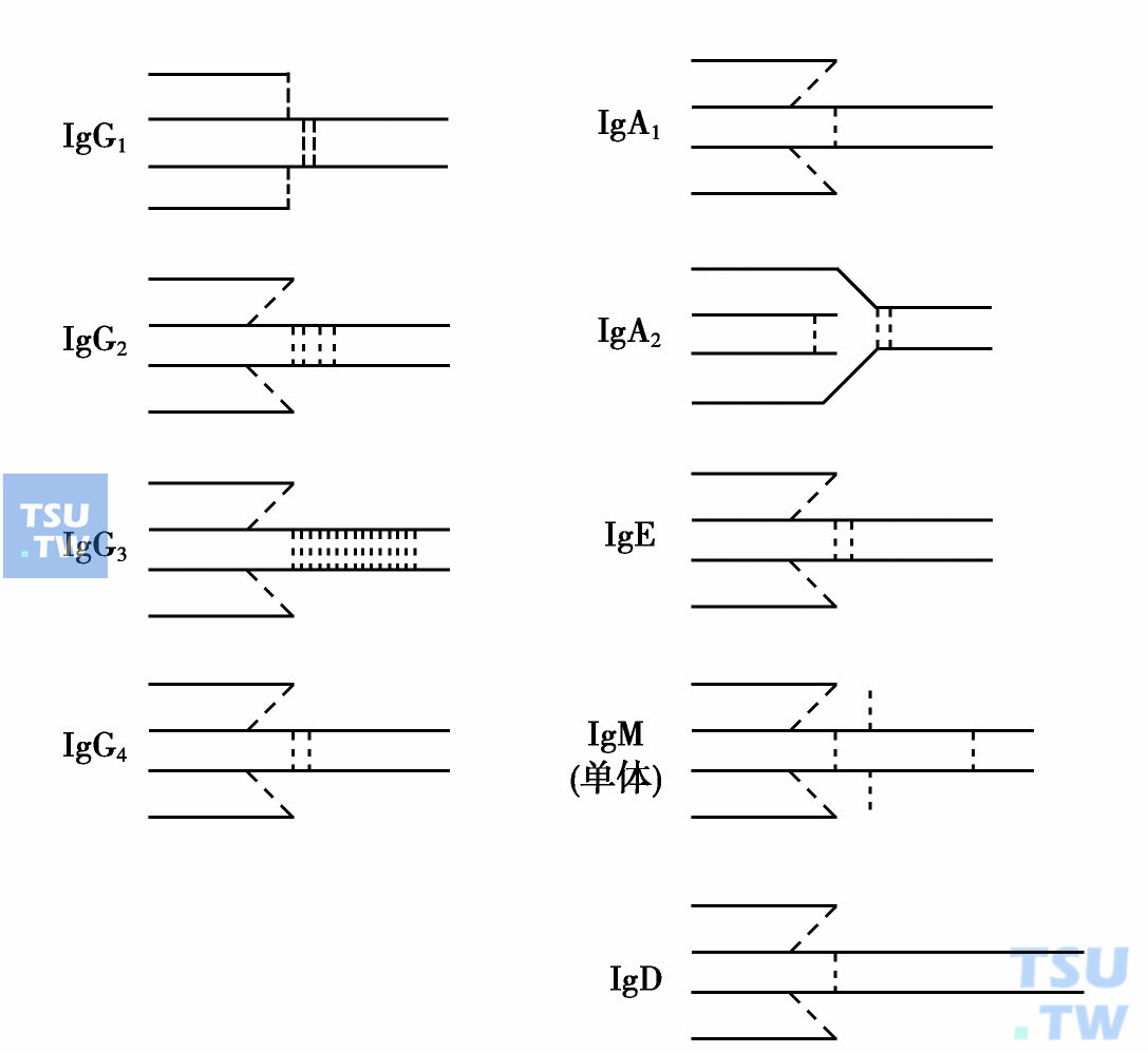  人类免疫球蛋白五类及亚类结构示意图；---表示链间二硫键