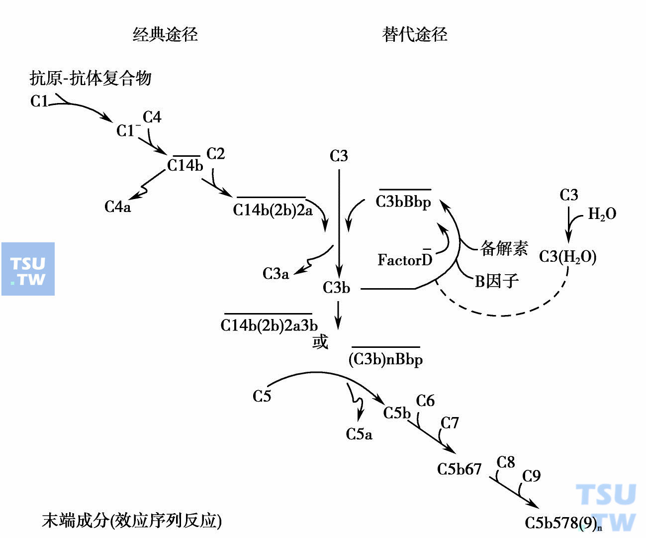 补体：经典途径、替代途径补体受体