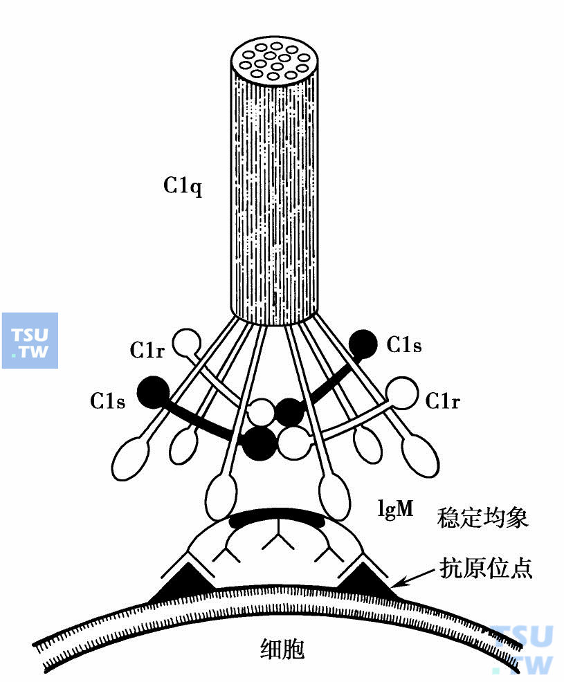  C1的三个亚单位及C1q与IgFc结合位置