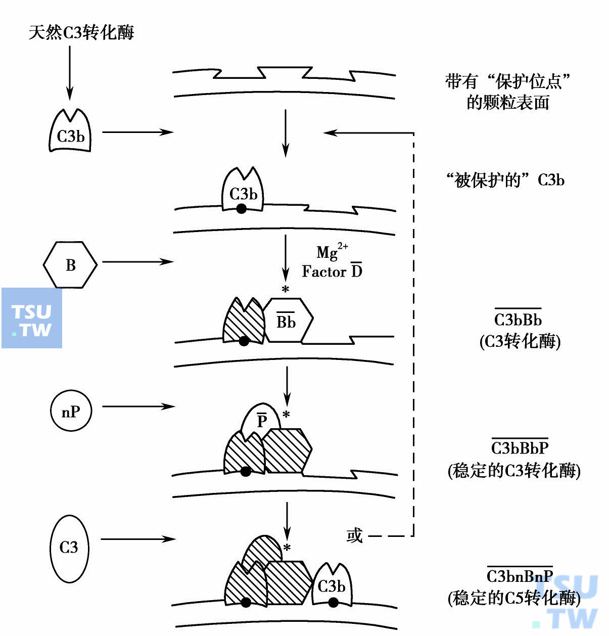 补体激活途径示意图图片