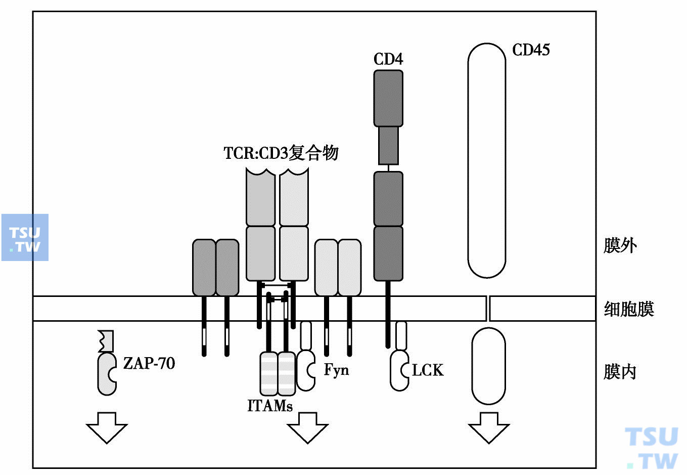 参与T细胞激活的多种跨膜和膜内分子