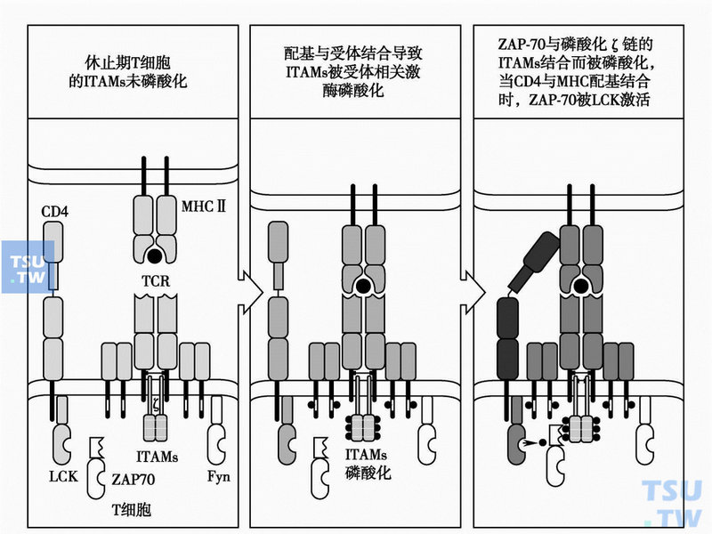 TCR与MHCⅡ类-抗原肽结合和辅助受体多聚启动T细胞内信号转导