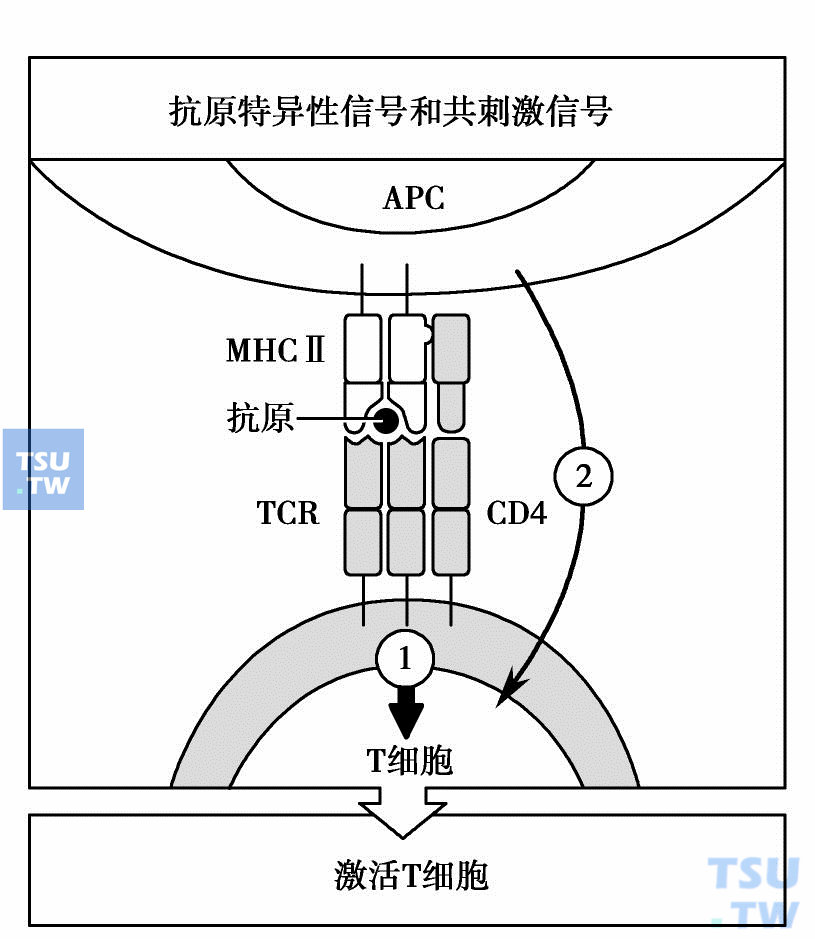  天然T细胞激活需要两个独立的信号