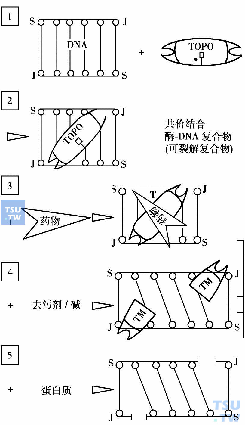  DNA TopoⅡ抑制剂作用模式图