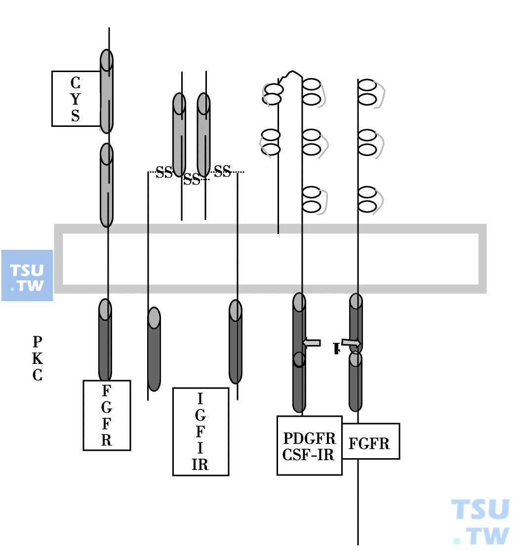  癌基因产物与受体有同源性