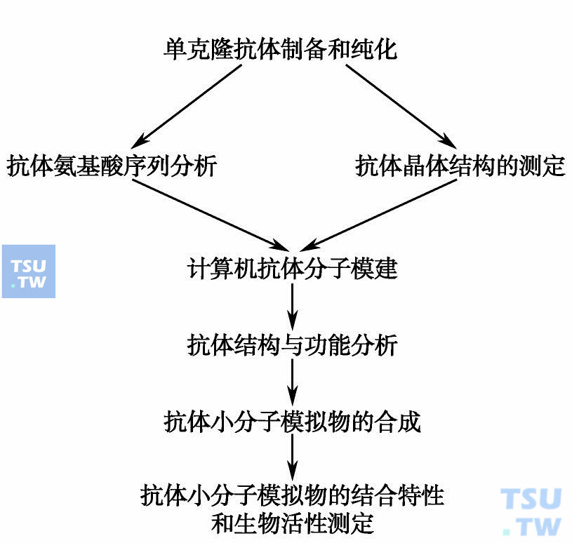  抗体模拟的基本过程