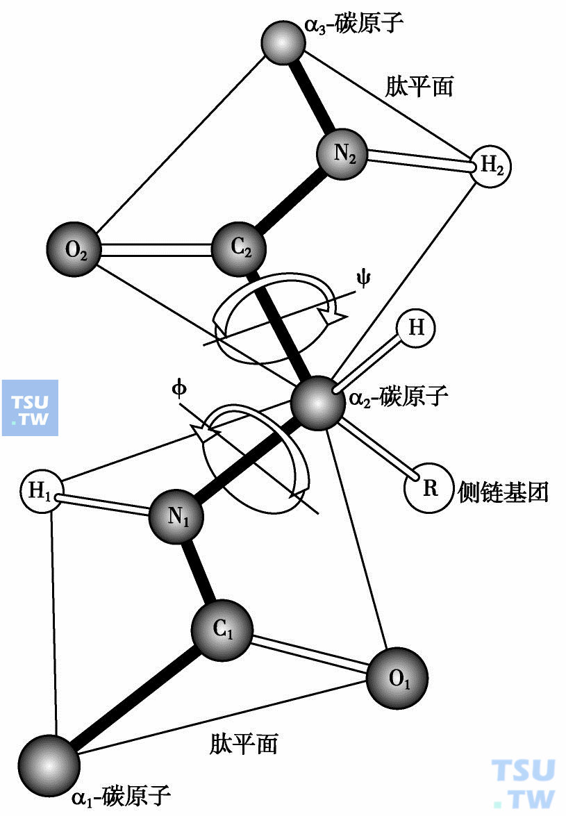  肽平面和二面角