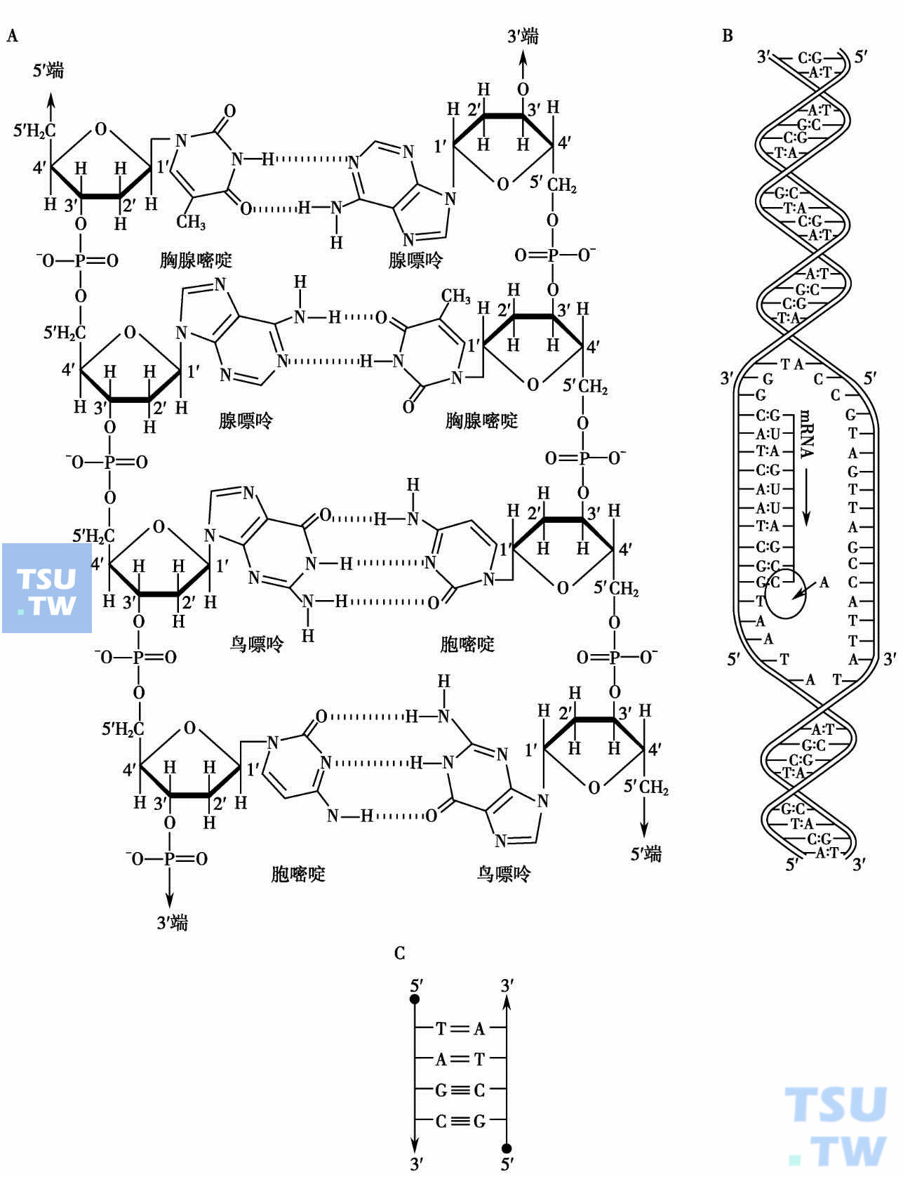 dna分子结构图平面图图片