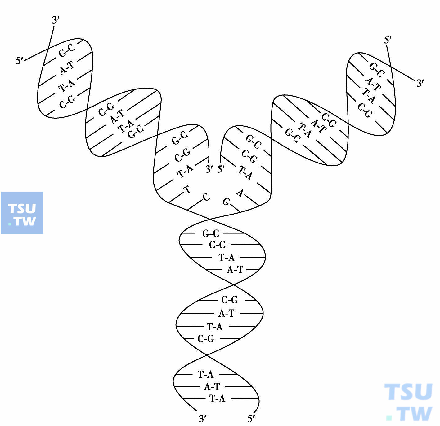 遗传信息流动中心法则与基因的结构和功能