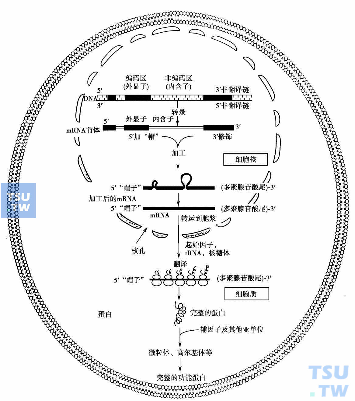  基因表达——mRNA与蛋白质的合成