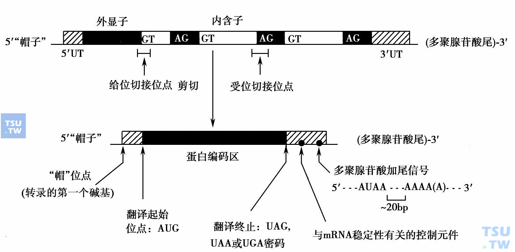 基因表达及表达调控、基因突变