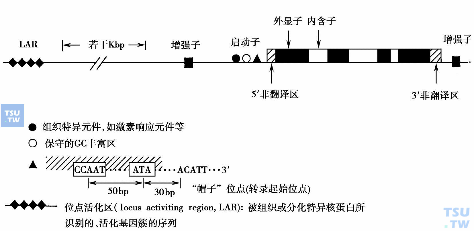  结构基因旁侧的顺式元件