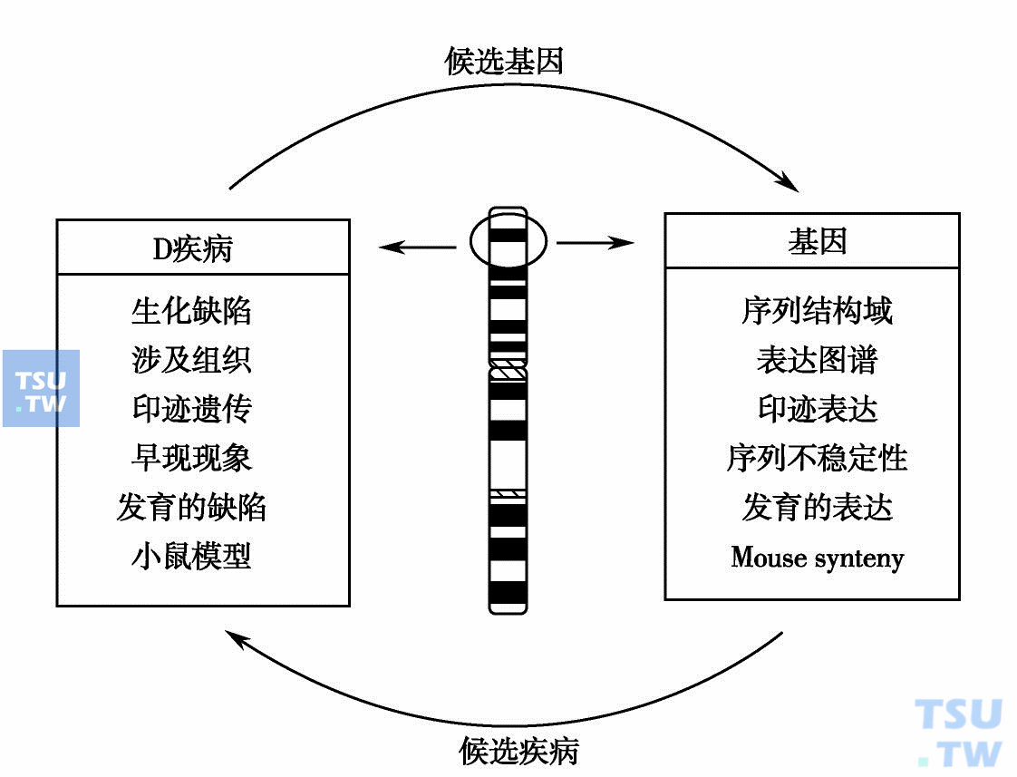 一些DNA重组技术的基本原理