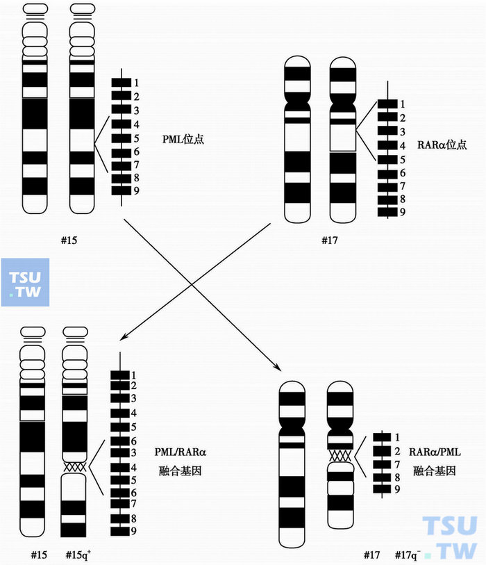  APL t（15；17）的分子结构