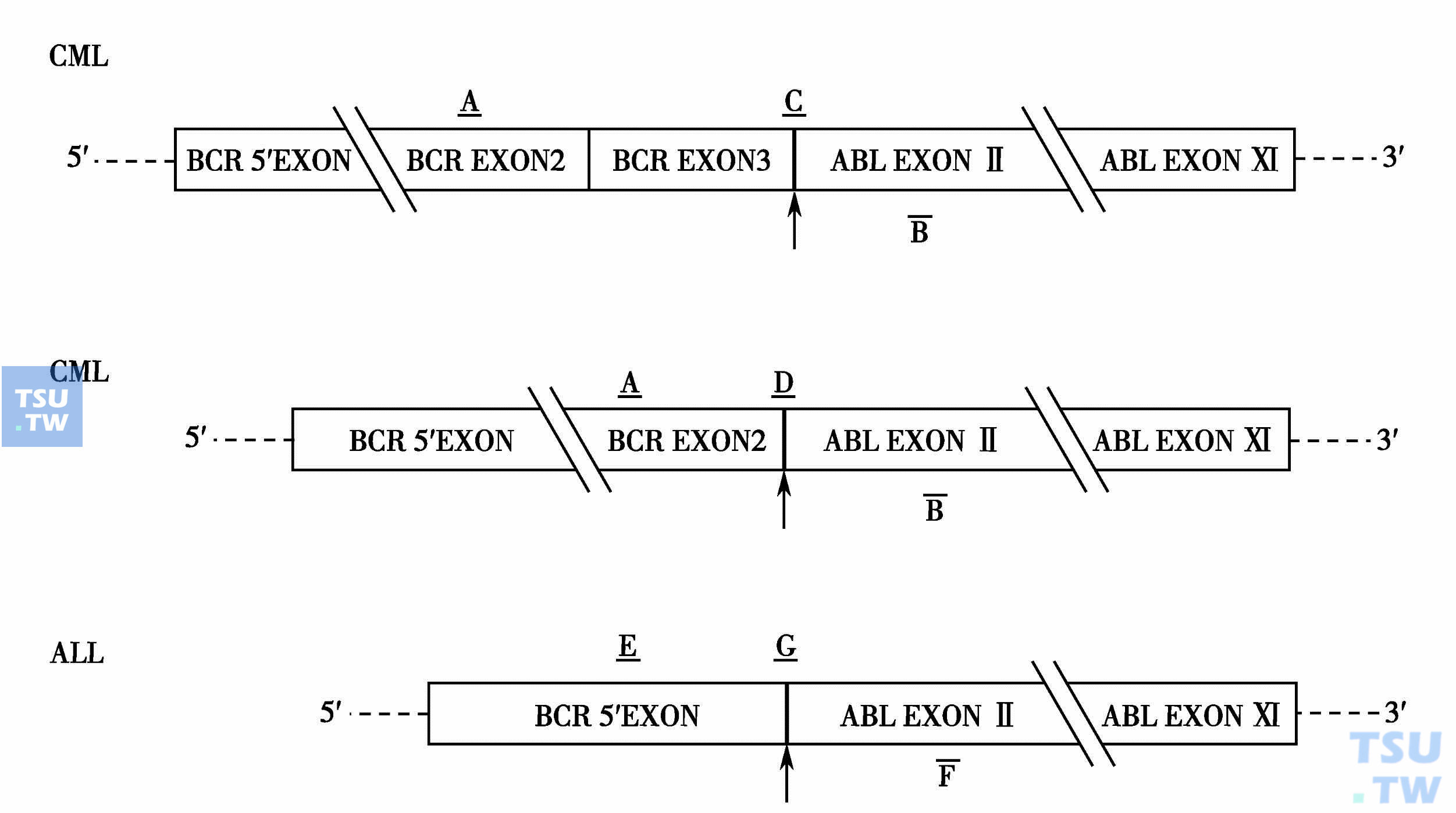  CML嵌合mRNA的结构及PCR寡核苷酸引物与探针的位置；EXON：外显子