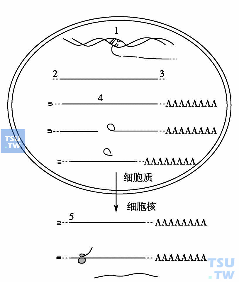  反义寡核苷酸可能作用的位点