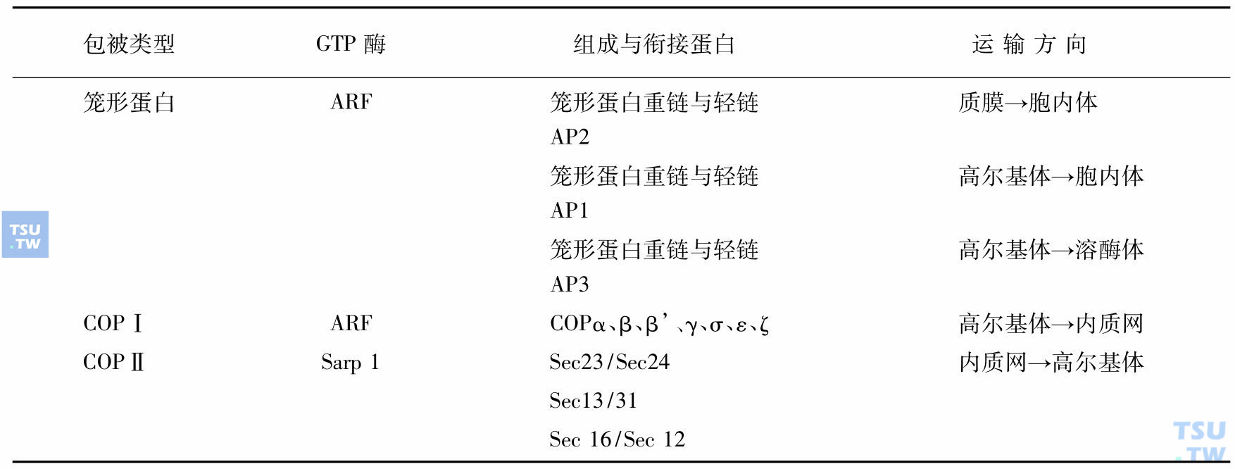 囊泡组成与功能