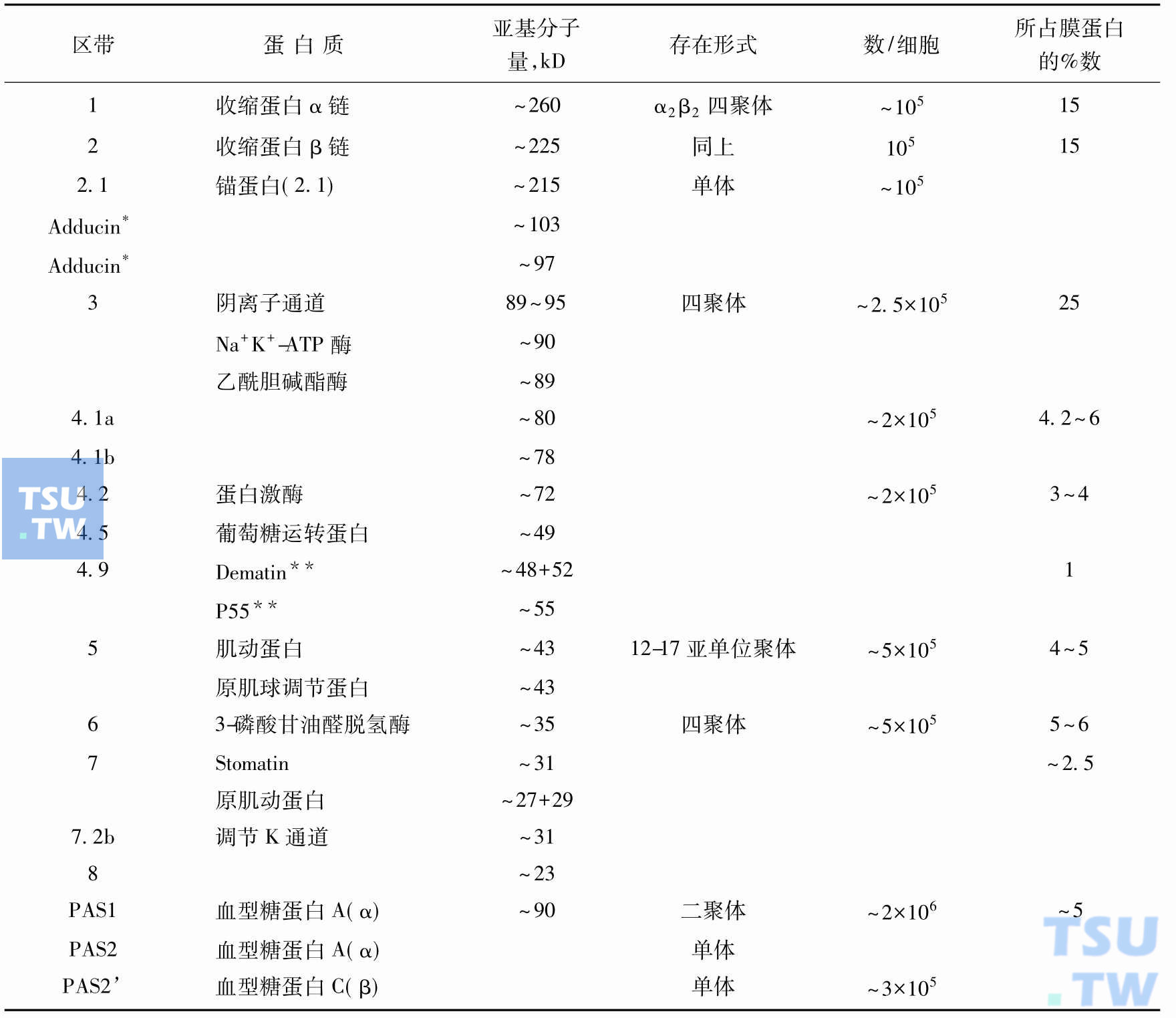 红细胞膜的主要蛋白质