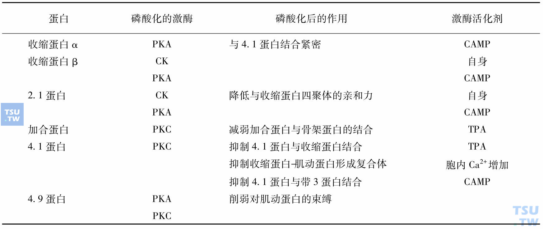 红细胞膜骨架蛋白的磷酸化