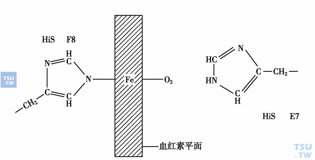  血红蛋白中氧结合示意图