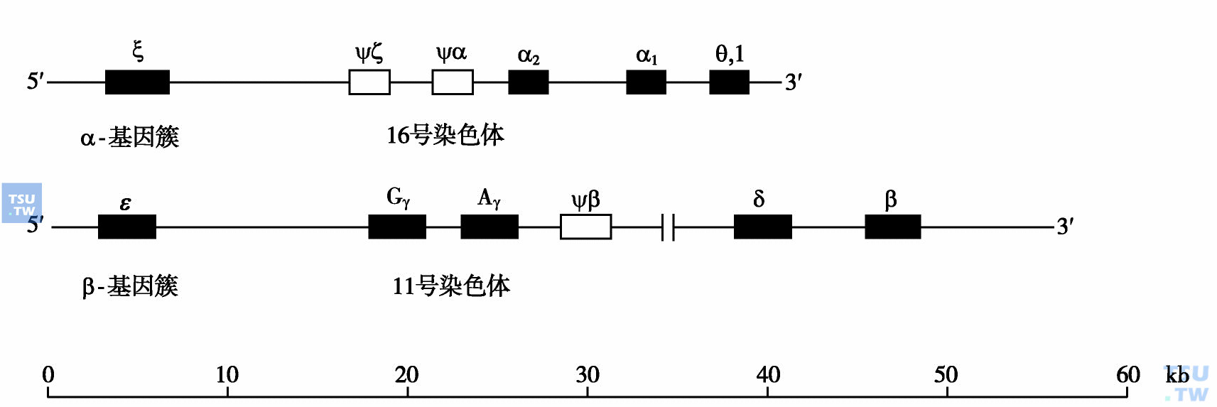  人珠蛋白基因组