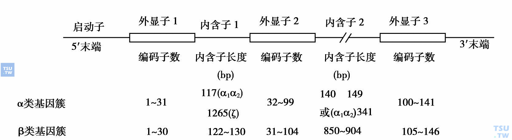  人体珠蛋白基因的结构