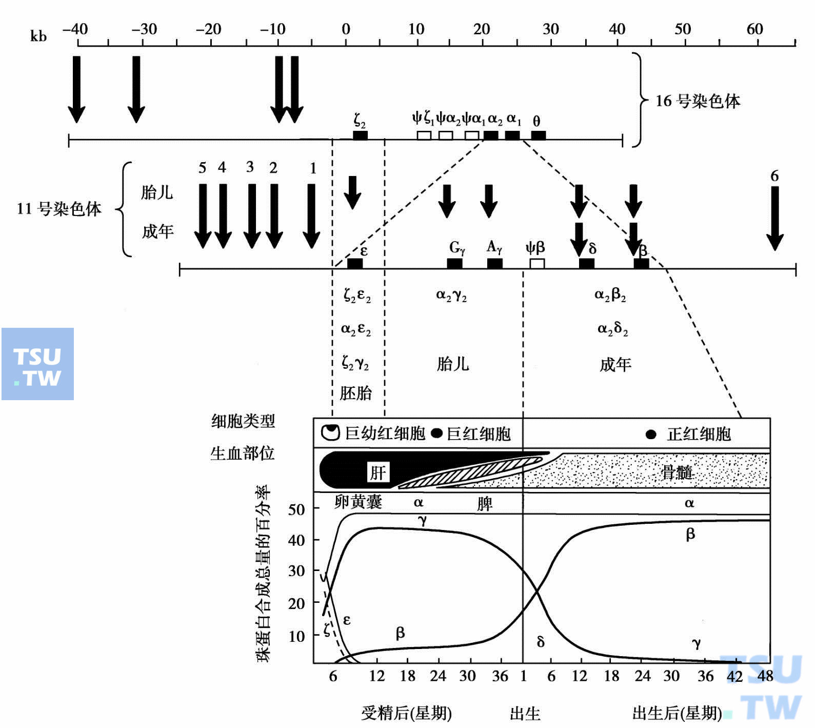  珠蛋白基因及其表达序列