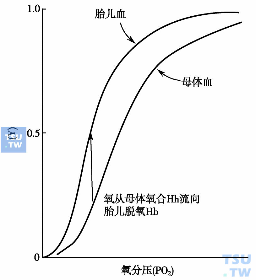  胎儿血和母体血氧解离曲线图