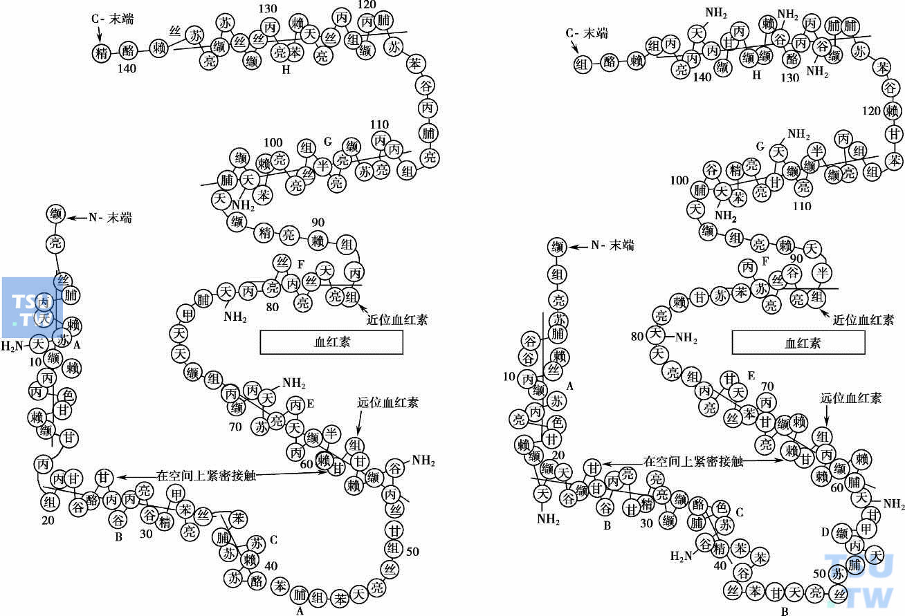  血红蛋白α链和β链 的一级结构和二级结构：A.α链；B.β链