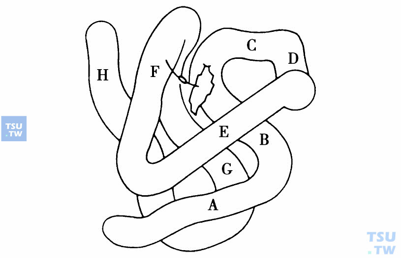  β-珠蛋白链的螺旋节段示意图