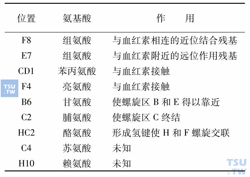 血红蛋白中的保守氨基酸残基