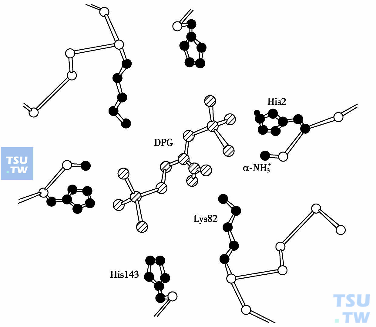 DPG与人脱氧Hb结合方式（DPG与每条键上三个正电基团结合）