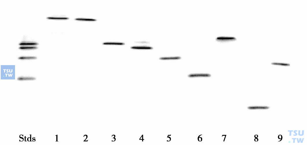  人类血红蛋白凝胶等电点聚焦电泳（摘自Manning LR et al.2007）