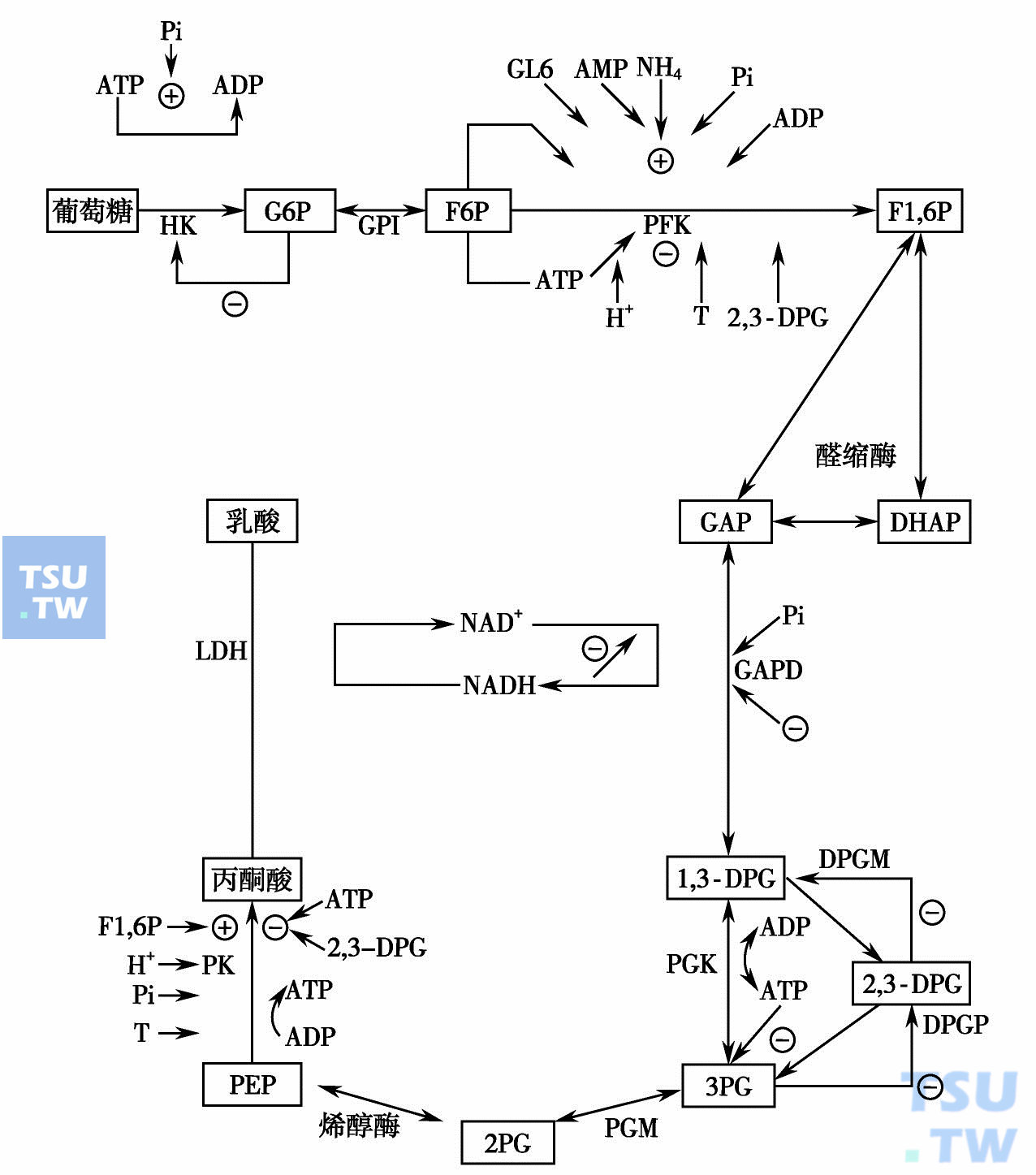 开始：了解红细胞的能量代谢