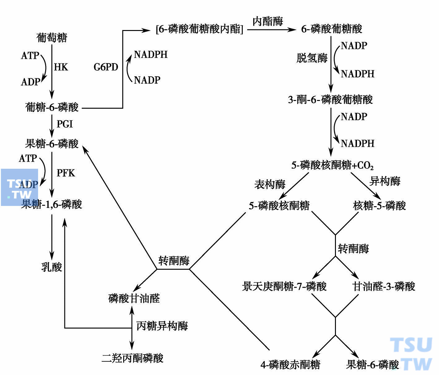  己糖磷酸旁路（引自：邓家栋.临床血液学，2001：386）