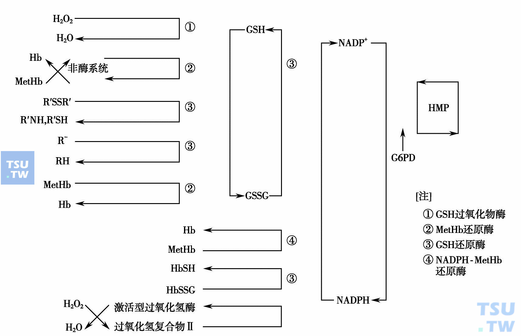  己糖磷酸旁路和红细胞的氧化还原反应（多级氧化还原反应）（引自：邓家栋.临床血液学，2001：387）